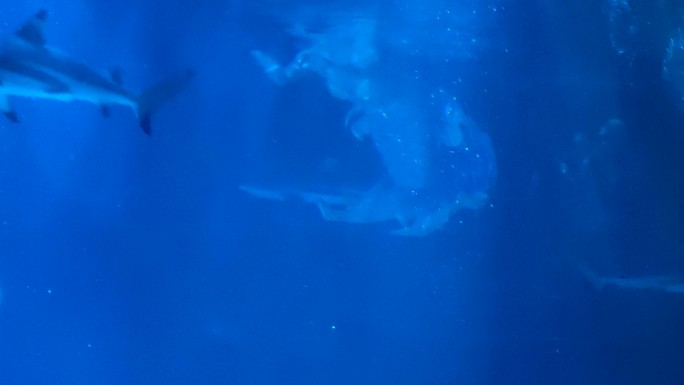 成都极地海洋公园-美人鱼表演