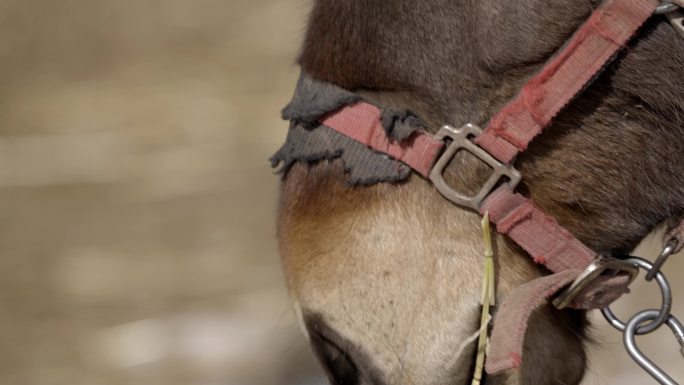 香格里拉纳帕海动物鸟类