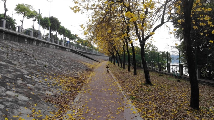 江边开满风铃花5