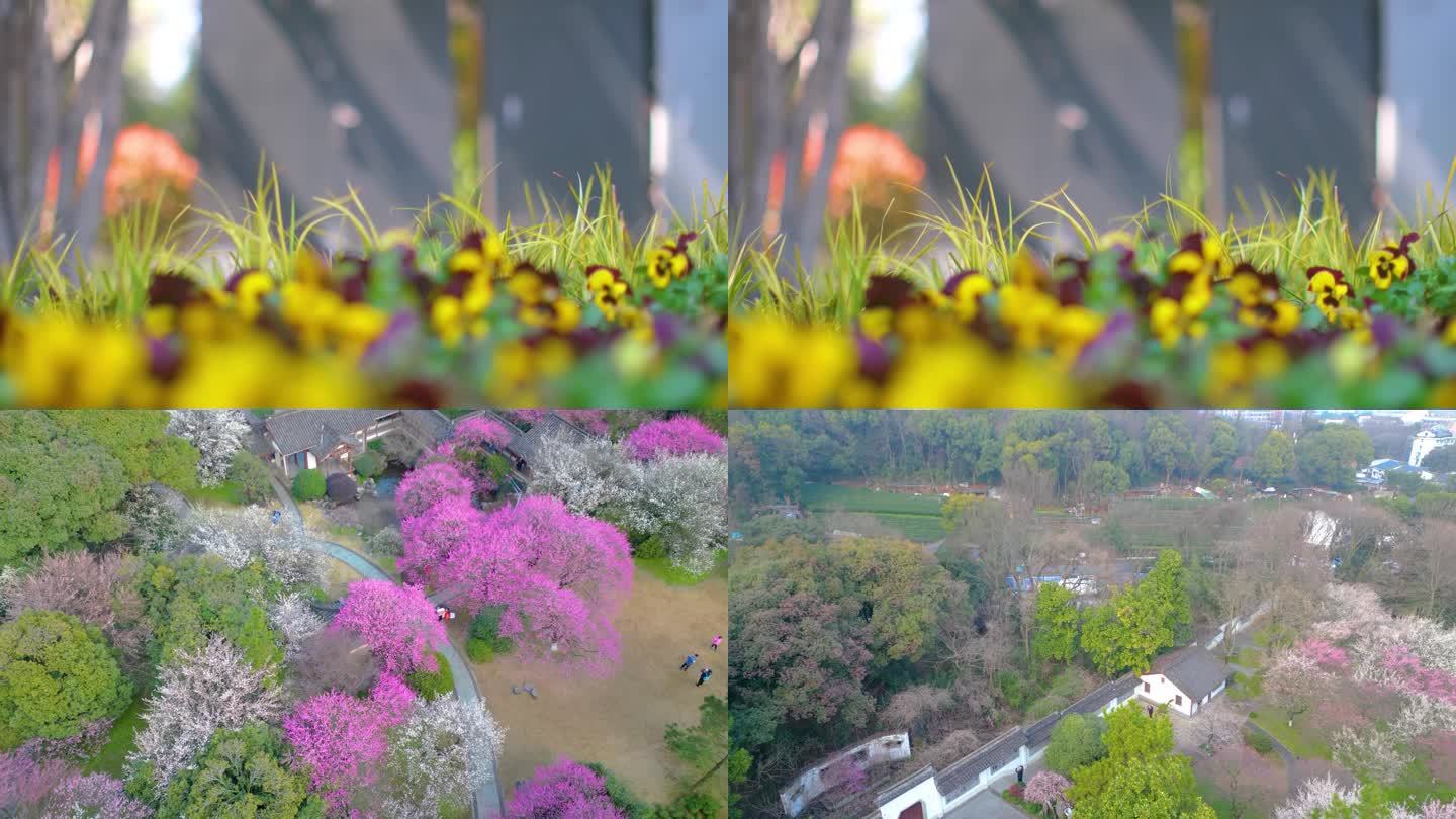 春天来了花朵盛开草木植被风景视频素材49