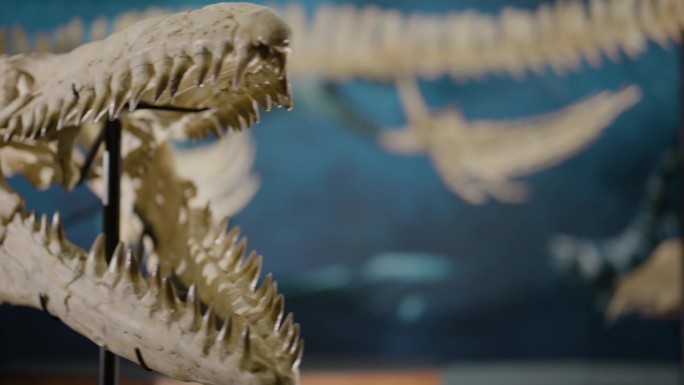 水族恐龙骨骼陈列淘出