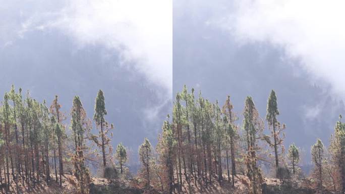 特内里费岛的泰德国家公园，在2023年大火后烧毁了森林。