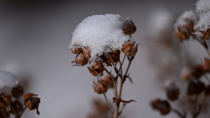 白雪 枯草 干枝 冬季 气候 寒冷 植物