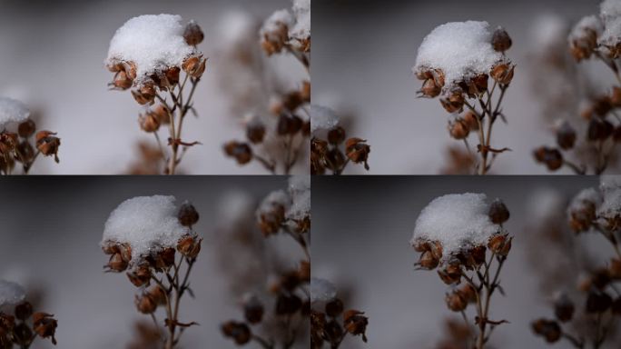 白雪 枯草 干枝 冬季 气候 寒冷 植物