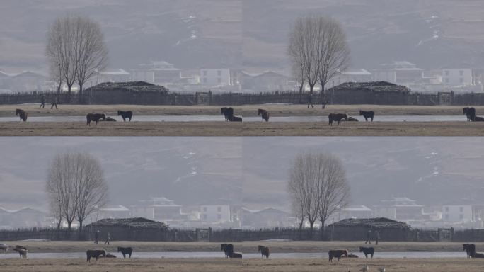 香格里拉纳帕海动物鸟类