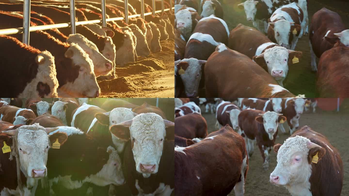 进口牛 养殖 牛 牛棚 牛养殖 养殖牛