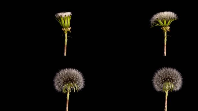 蒲公英花开万物生长茁壮成长充满生命力画面