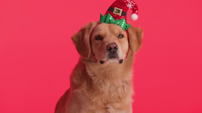可爱的金毛猎犬戴着圣诞帽，坐在红色的背景上期待着