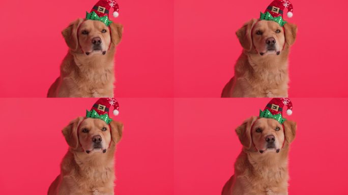 可爱的金毛猎犬戴着圣诞帽，坐在红色的背景上期待着