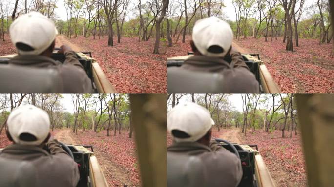 狩猎吉普车游戏驾驶游客通过炎热的阳光明媚的非洲大草原。男导游/导游引导游猎车穿过迷人的国家公园。