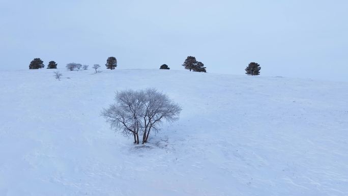 唯美雪原美景 水墨丹青画卷