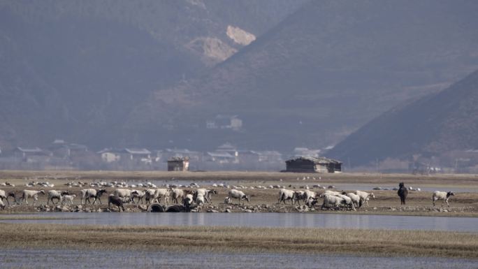 香格里拉纳帕海动物鸟类