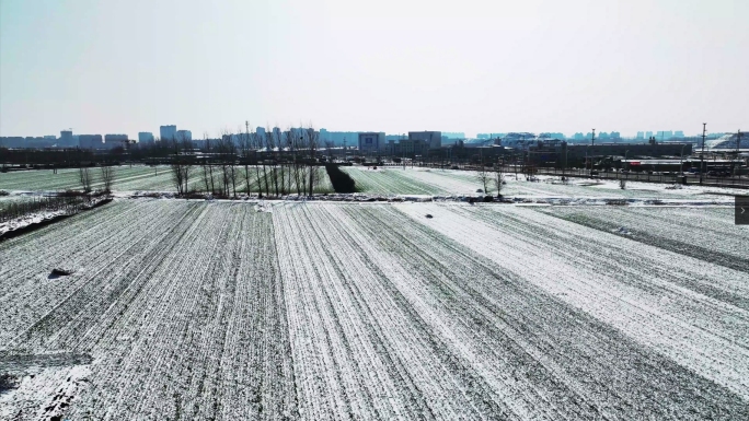 雪后麦田