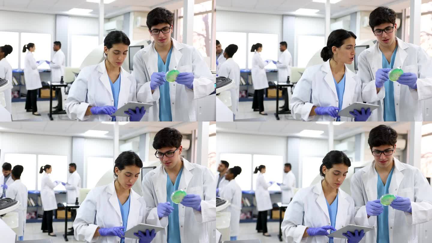 年轻的医学院学生在实验室里分析培养皿中的真菌培养物