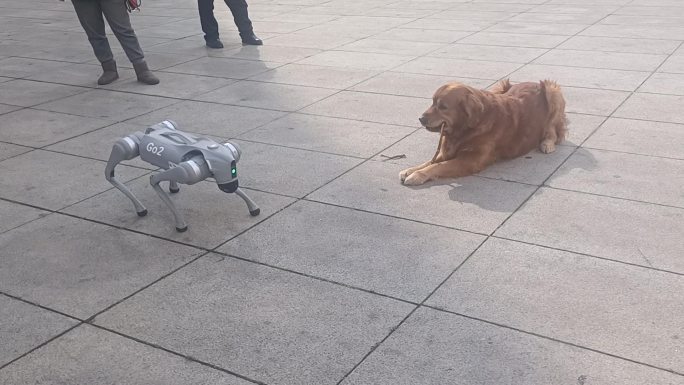 机器狗 狗和机器狗