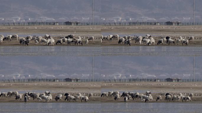 香格里拉纳帕海动物鸟类