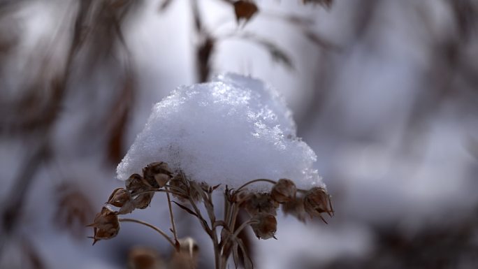 白雪 枯草 干枝 冬季 气候 寒冷 植物