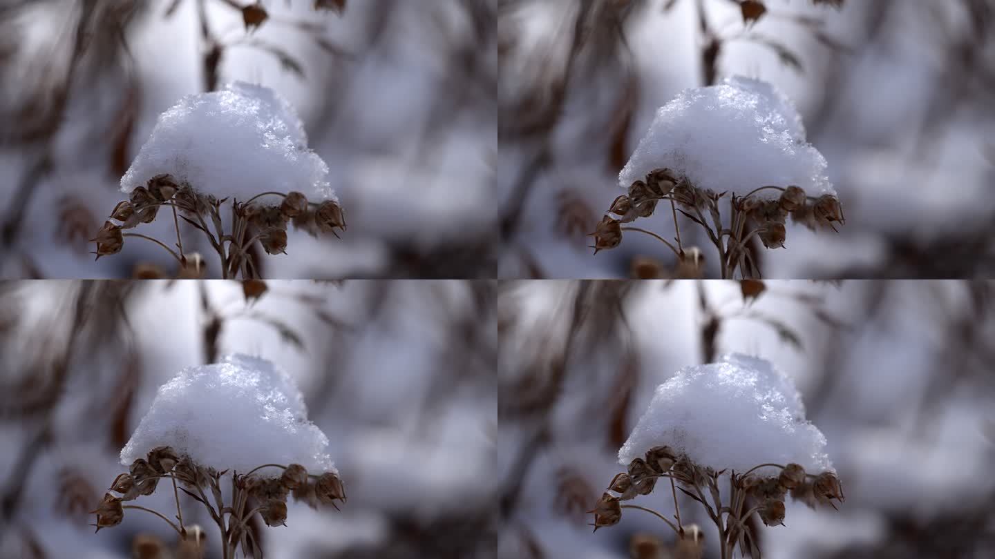 白雪 枯草 干枝 冬季 气候 寒冷 植物