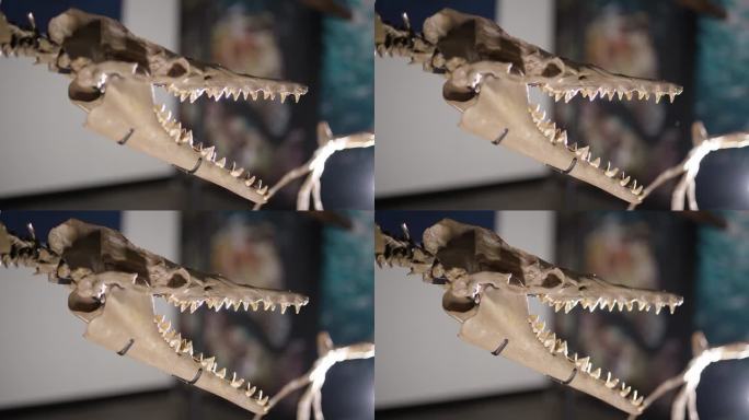 展示的龙王鲸恐龙骨架头骨视图
