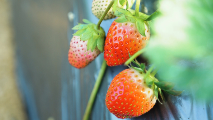 大棚无公害诱人草莓成熟 蜜蜂采花蜜