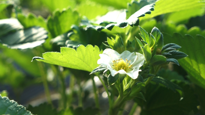 大棚无公害诱人草莓成熟 蜜蜂采花蜜