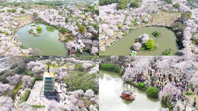武汉东湖樱花园的游客航拍综合