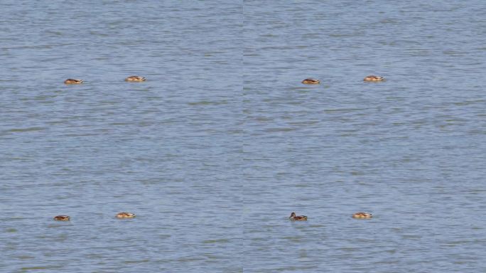 两只年轻的绿头鸭在游泳时把头伸进湖里