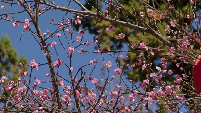 梅花蜜蜂春天