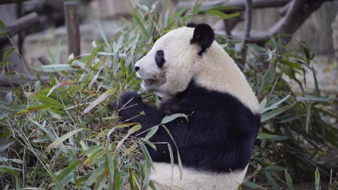 大熊猫吃竹子抢竹子三只熊猫两只熊猫