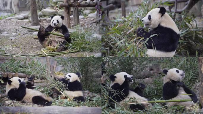 大熊猫吃竹子抢竹子三只熊猫两只熊猫