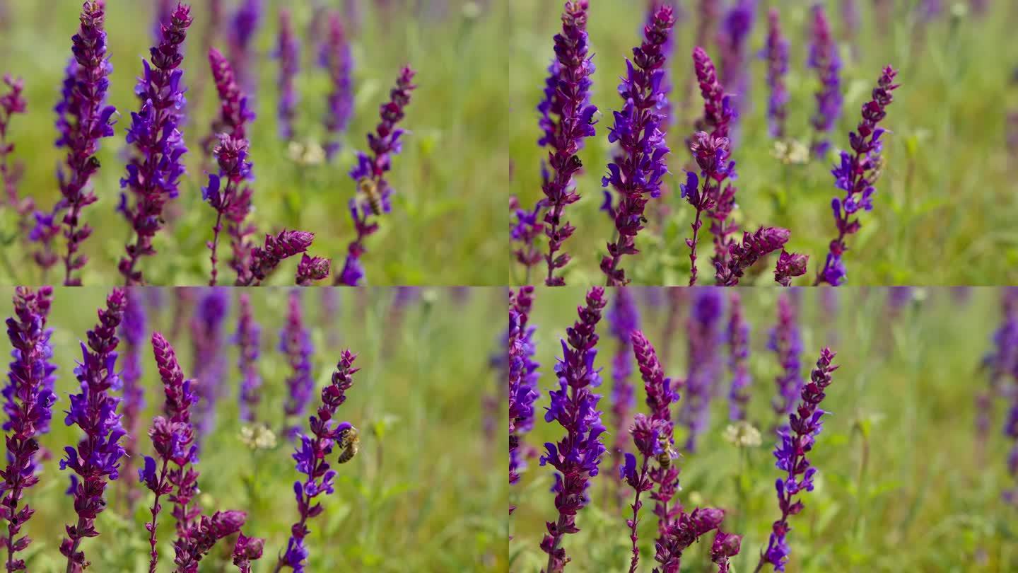 美丽的近景，野生鼠尾草的紫色花朵在草地上