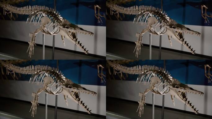 展示的龙王鲸恐龙骨架全广角镜头