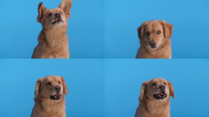 可爱的金毛猎犬在蓝色背景下吃着鼻子里的香肠