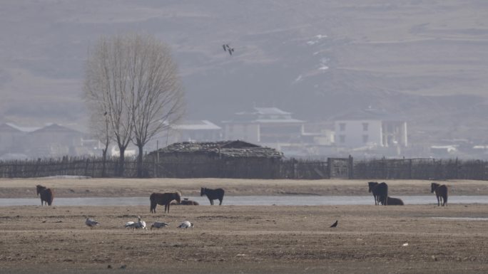 香格里拉纳帕海动物鸟类