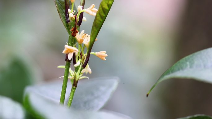 重庆南川：大寒时节桂花香