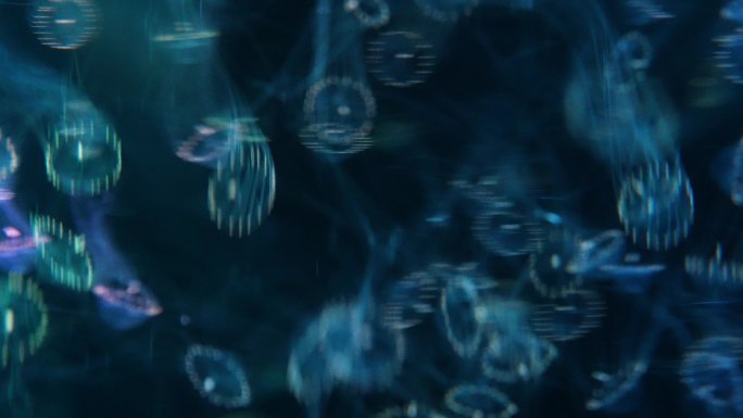 水母慢动作优雅水中生物