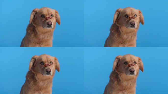 可爱的金毛拉布拉多猎犬坐在蓝色的背景上，训练它服从食物