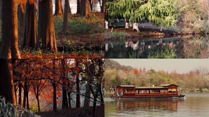 秋天湘湖风景区的红杉树林