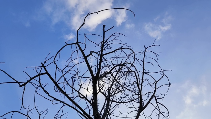 枯树干 枯木枯枝 干枯朽木 腐木树虫枯死