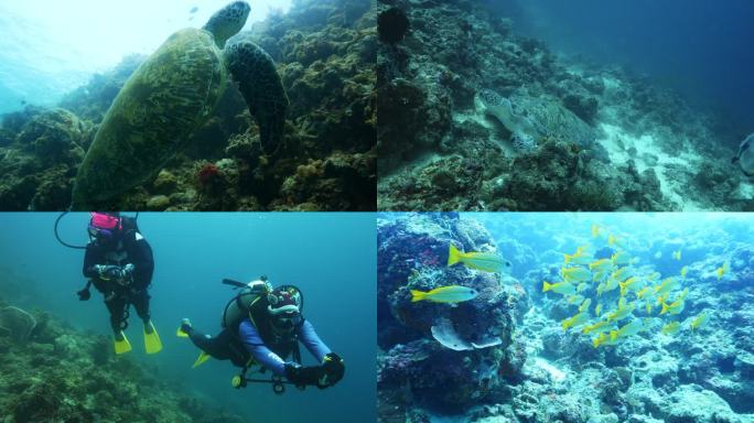 海底世界水下实拍 海洋潜水拍摄4K