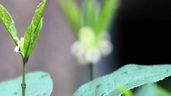 重庆南川：大寒时节桂花香