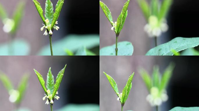 重庆南川：大寒时节桂花香