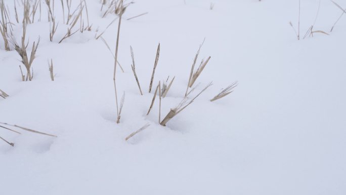 雪后野外小路 雪地行走 寂静的冬天