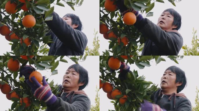农民在果园采摘运输水果橙子