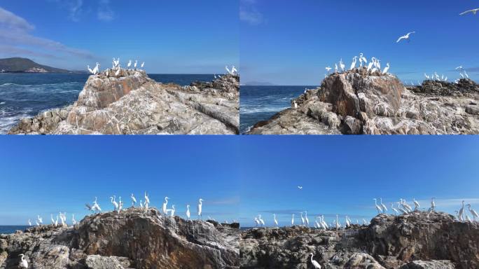 4k海上礁石候鸟成群