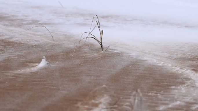 暴风雪 沙漠 枯草 刮风 白毛风 大风