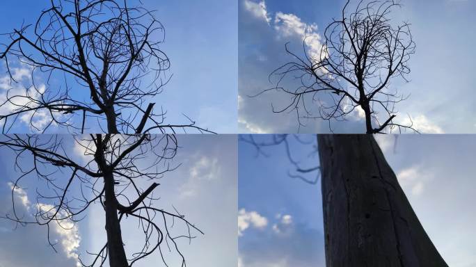 干枯的树干 朽木腐木 白蚁虫蛀树木虫害
