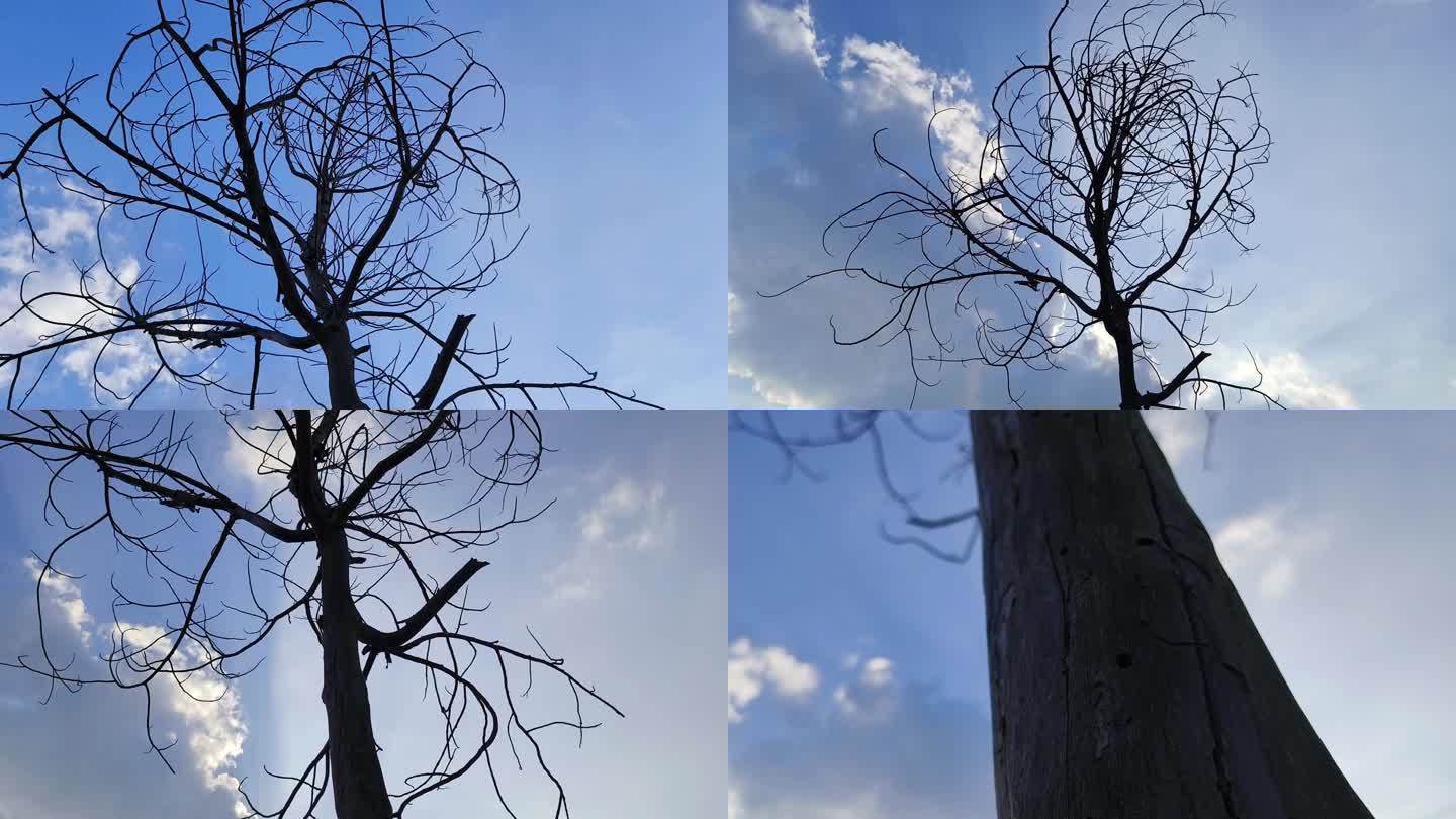 干枯的树干 朽木腐木 白蚁虫蛀树木虫害
