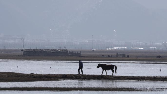 香格里拉纳帕海动物鸟类