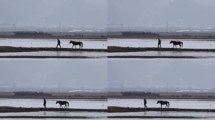 香格里拉纳帕海动物鸟类